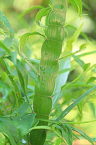 Homalocladium 'Ribbon Plant'