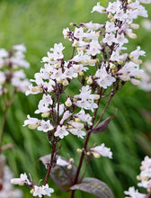 Load image into Gallery viewer, Penstemon digitalis 'Husker Red Improved'
