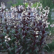 Load image into Gallery viewer, Penstemon digitalis 'Husker Red Improved'
