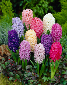 Hyacinthus - Mixed