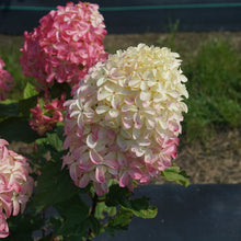 Load image into Gallery viewer, Hydrangea pan. 'Quick Fire Fab’
