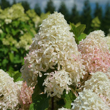 Load image into Gallery viewer, Hydrangea pan. 'Quick Fire Fab’
