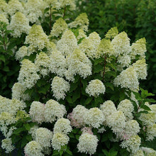 Load image into Gallery viewer, Hydrangea pan. 'Quick Fire Fab’
