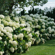 Load image into Gallery viewer, Hydrangea arb. &#39;Incrediball&#39;
