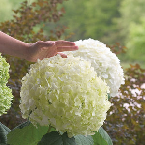 Hydrangea arb. 'Incrediball'