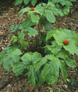 Hydrastis canadensis - Goldenseal