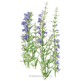 SEEDS: Hyssop True