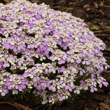 Load image into Gallery viewer, Iberis 'Pink Ice' - Candytuft
