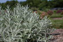 Load image into Gallery viewer, Salix can. &#39;Iceberg Alley&#39; - Sage Leaf Willow
