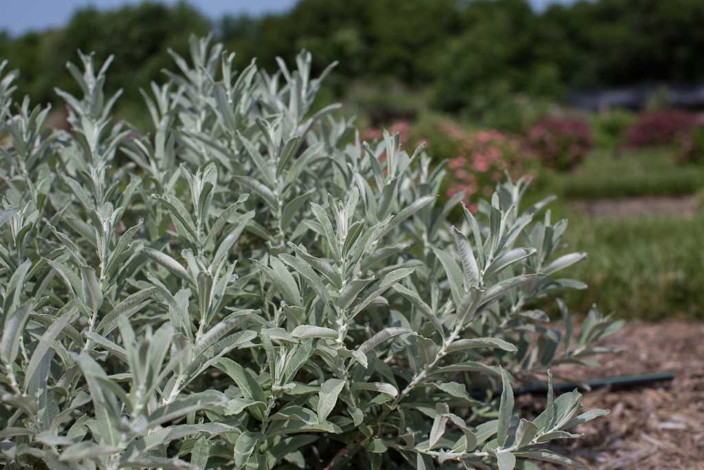 Salix can. 'Iceberg Alley' - Sage Leaf Willow