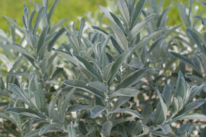Salix can. 'Iceberg Alley' - Sage Leaf Willow