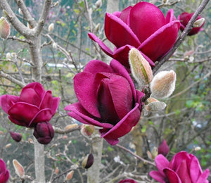 Magnolia X 'Genie'