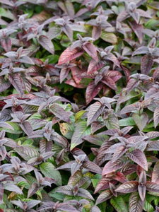 Monarda bradburiana ‘Midnight Oil’- Beebalm