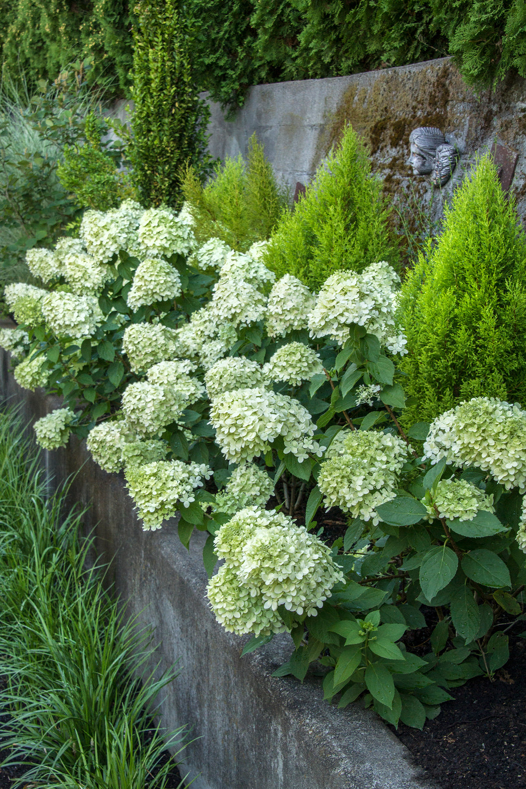 Hydrangea ‘Little Lime’