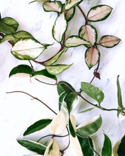 Load image into Gallery viewer, Hoya carnosa &#39;Variegata&#39;
