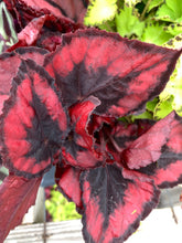Load image into Gallery viewer, Begonia rex - Assorted
