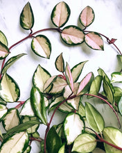 Load image into Gallery viewer, Hoya carnosa &#39;Variegata&#39;
