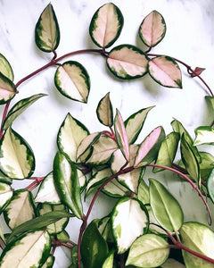 Hoya carnosa 'Variegata'