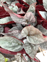 Load image into Gallery viewer, Begonia rex - Assorted
