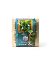 Load image into Gallery viewer, Fern Kit Planter

