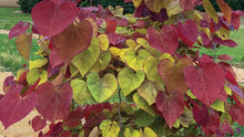 Load image into Gallery viewer, Cercis can. &#39;Flame Thrower’ - Redbud

