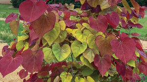 Cercis can. 'Flame Thrower’ - Redbud