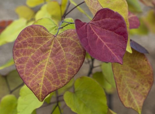 Cercis can. 'Flame Thrower’ - Redbud