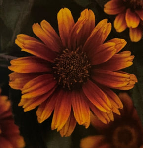 Heliopsis ‘Summer Eclipse’