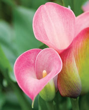 Load image into Gallery viewer, Calla Lily - Assorted
