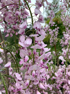 Wisteria floribunda 'Honbeni'