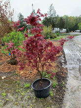 Load image into Gallery viewer, Acer palm. &#39;Bloodgood&#39; - Japanese Maple
