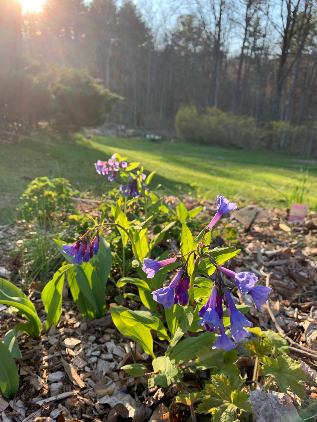 Mertensia virginica