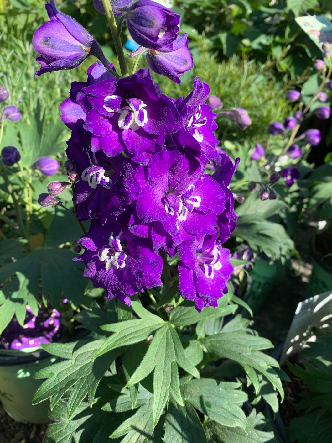 Delphinium ’Purple Passion’