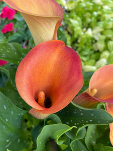 Calla Lily - Assorted