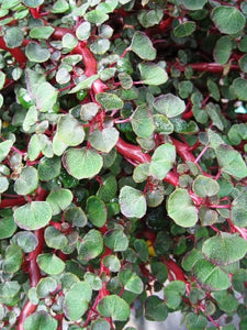 Impatiens repens (Creeping impatiens) – Pondside Nursery