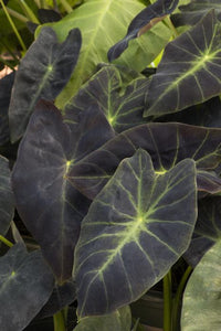 Colocasia 'Imperial Taro'