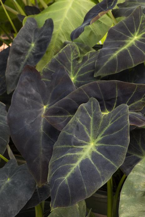 Colocasia 'Imperial Taro'