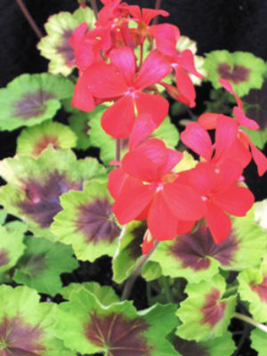 Geranium ‘Indian Dune’