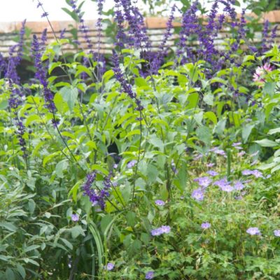 Salvia x 'Indigo Spires'