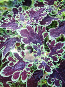 Coleus 'Inky Fingers'
