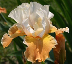 Iris germanica 'Invitation'