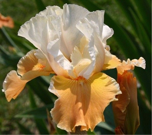 Iris germanica 'Invitation'