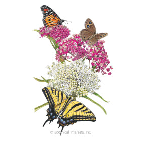 SEEDS: Milkweed Irresistable Blend