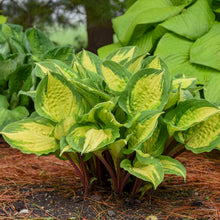 Load image into Gallery viewer, Hosta &#39;Island Breeze&#39;
