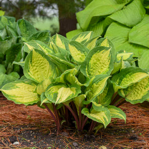 Hosta 'Island Breeze'