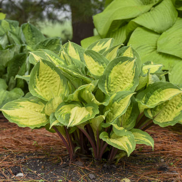 Hosta 'Island Breeze'