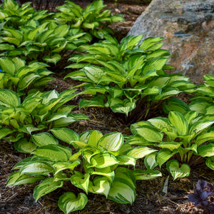 Hosta 'Island Breeze'