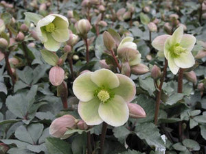 Helleborus 'Ivory Prince' - Lenten Rose