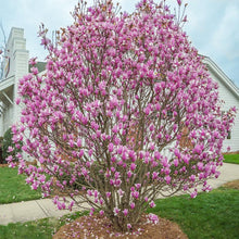 Load image into Gallery viewer, Magnolia liliflora &#39;Jane&#39;
