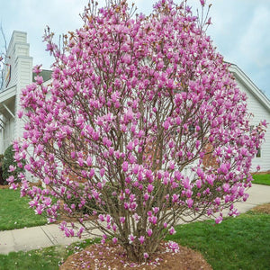 Magnolia liliflora 'Jane'